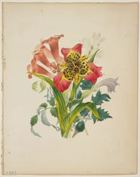 Bukett med trumpetrankor, ur Floras ordbok, 1838